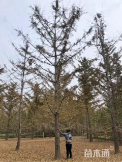 28公分银杏