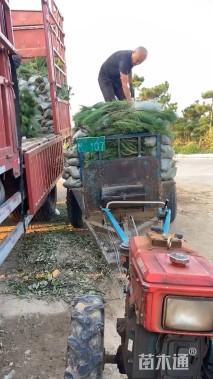 高度120厘米油松