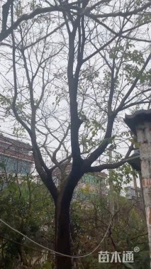 30公分朴树