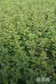 高度40厘米黄刺玫