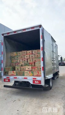 高度40厘米花叶菖蒲