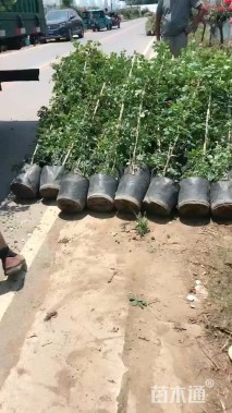 180厘米藤本欧月