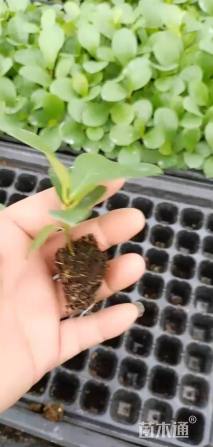 高度5厘米琴叶榕