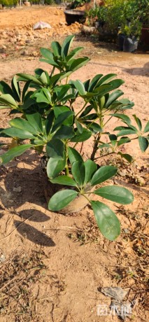 高度15厘米鸭脚木