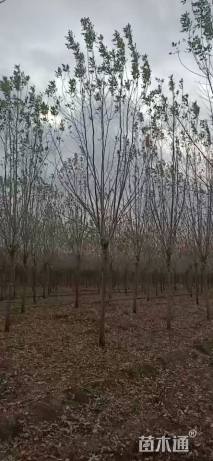 14公分白蜡