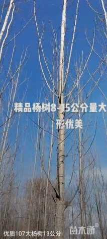12公分杨树