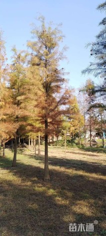 13公分池杉