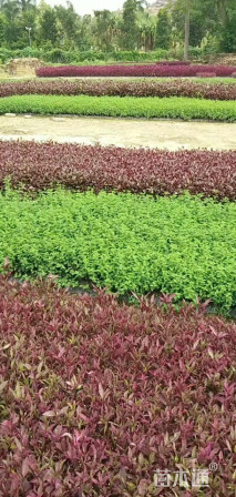 高度15厘米紫杯苋