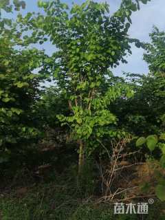 高度300厘米紫荆