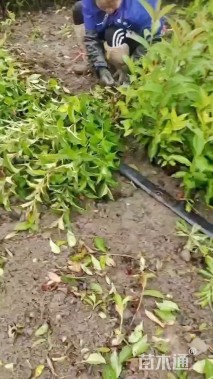 高度50厘米红王子锦带