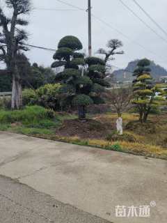 12公分造型刺冬青