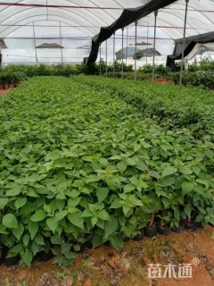 高度25厘米三角梅