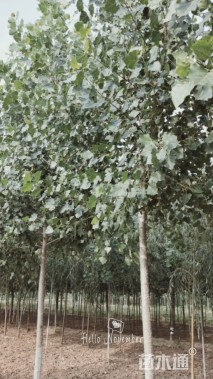 5公分杨树