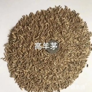 高羊茅种子