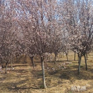 8公分紫叶李