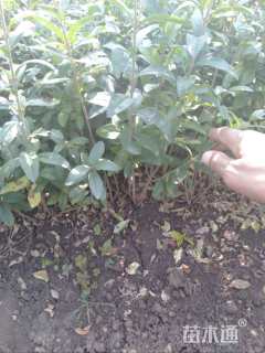 高度40厘米水蜡