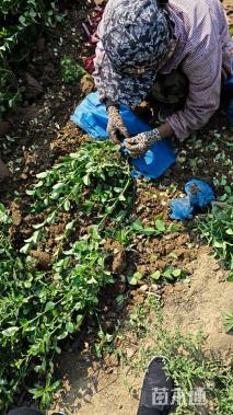 高度40厘米胶东卫矛