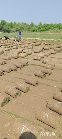 草卷状百慕大草