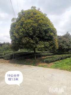 15公分桂花