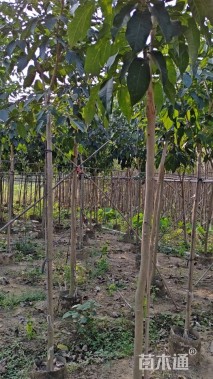 3公分紫花风铃木