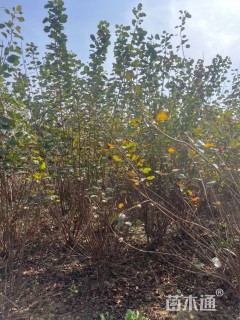 高度250厘米丛生黄栌