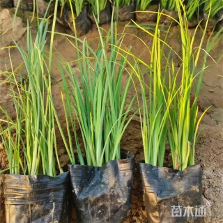 高度20厘米玉蝉花