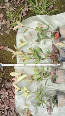 0.5公分红叶石楠