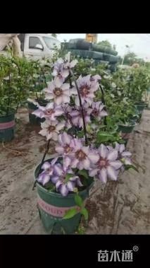 50厘米铁线莲