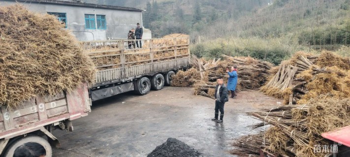 高度80厘米黄柏小苗