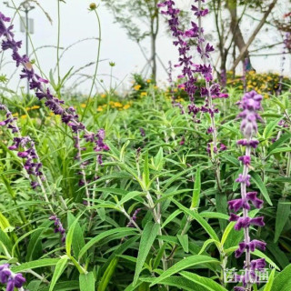 高度50厘米墨西哥鼠尾草