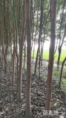 10公分香樟