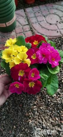 高度15厘米报春花