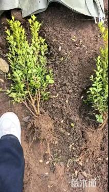 高度35厘米小叶黄杨