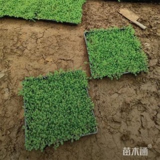 高度9厘米中华景天