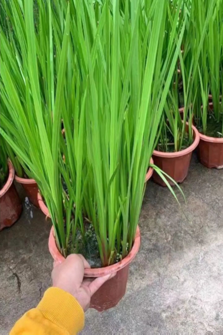 高度40厘米水菖蒲