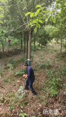 9公分栾树
