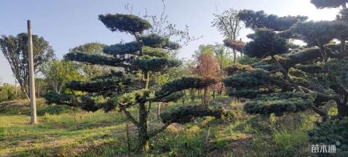 15公分造型五针松