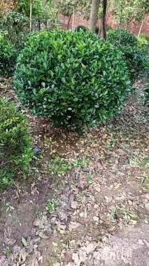 冠幅1200厘米小叶女贞球