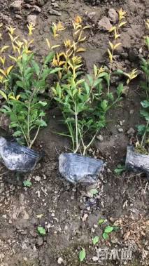 高度30厘米金禾女贞