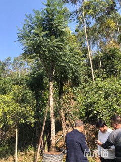 18公分蓝花楹