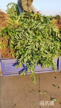 高度80厘米连翘