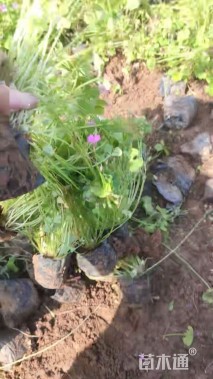 高度20厘米红花酢浆草