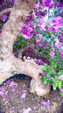 15公分造型三角梅