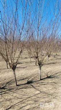 10公分红叶碧桃