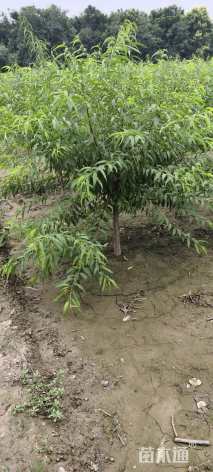 4公分山桃