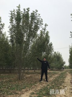 高度600厘米丛生白蜡