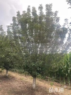 13公分绚丽海棠