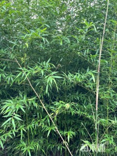地栽苗刚竹