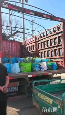 高度20厘米黑心菊