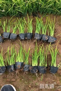 高度15厘米黄菖蒲